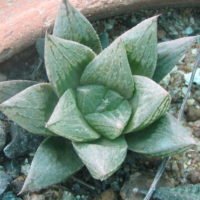 Haworthia Sp.