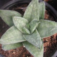 Gasteraloe grey ghost