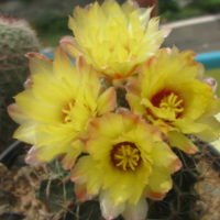 Hamatocactus setispinus