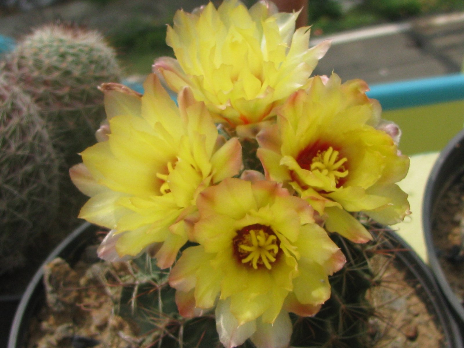 Hamatocactus setispinus