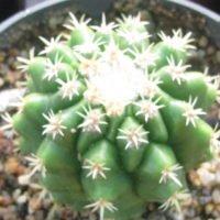 Echinocactus grusonii var. intermedius