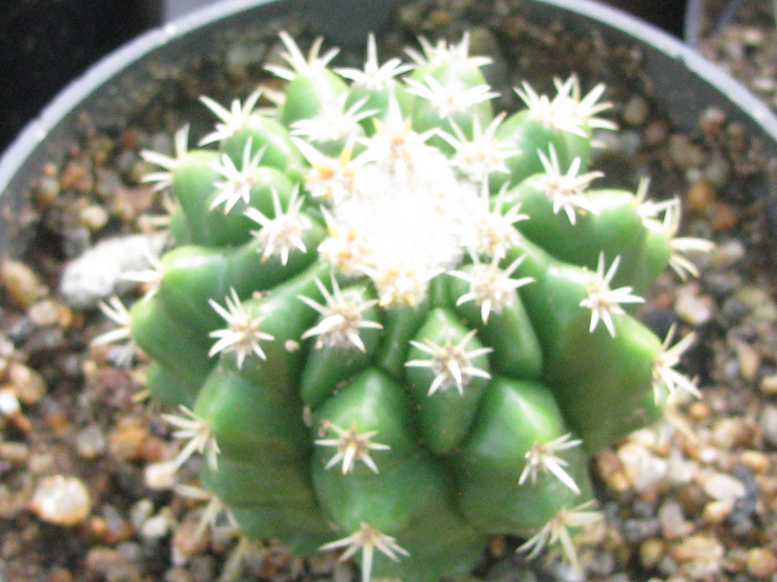 Echinocactus grusonii var. intermedius