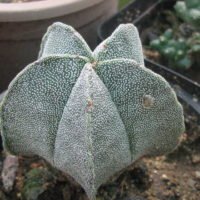 Astrophytum Myriostigma