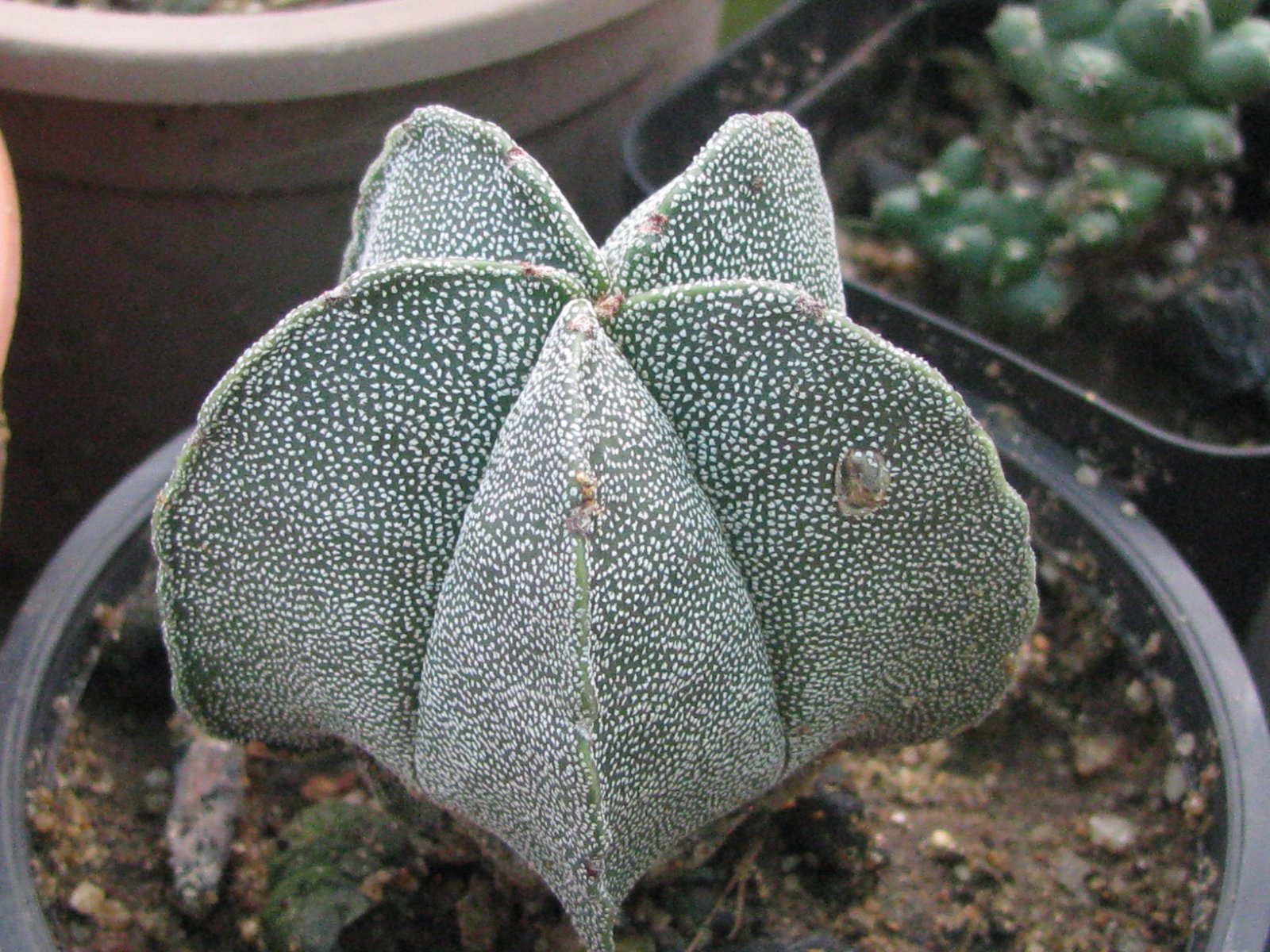 Astrophytum Myriostigma