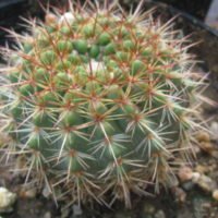 Notocactus Sp