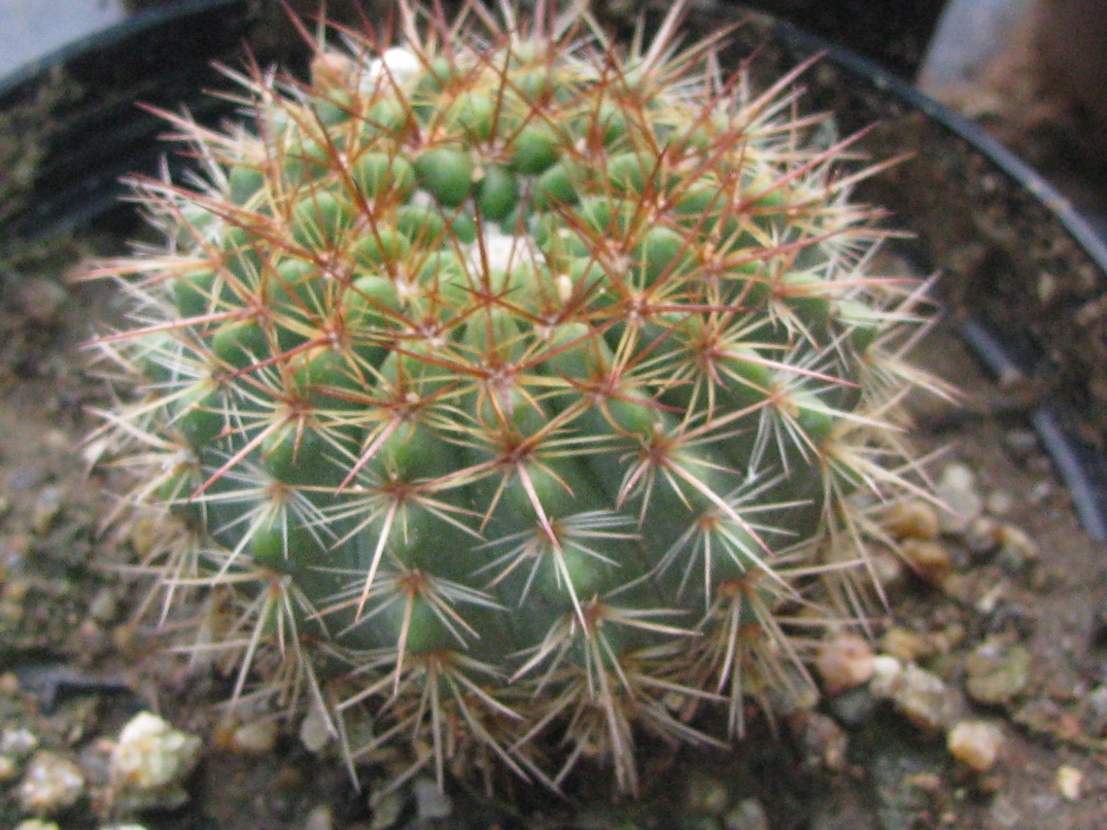 Notocactus Sp